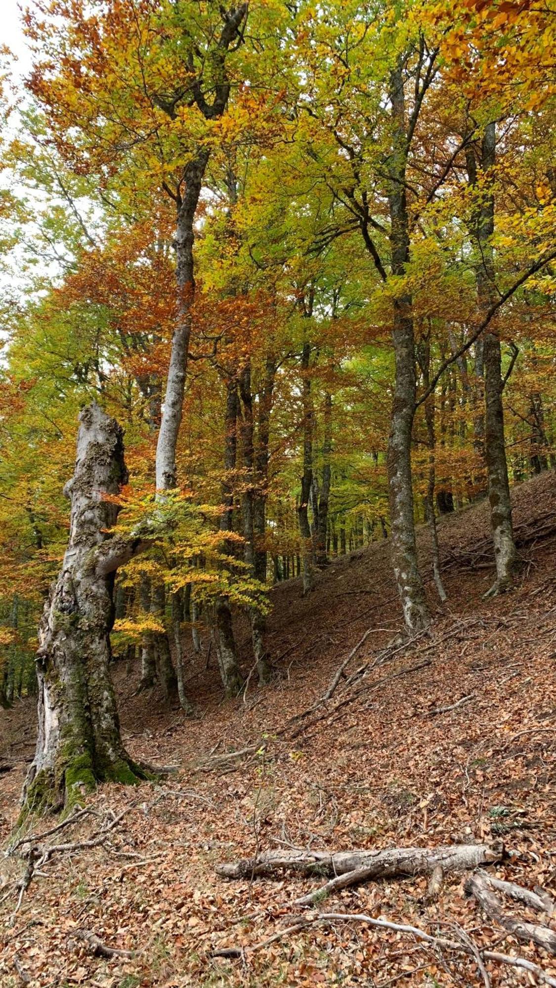 Al Viento, Alojamiento & Turismo Rural Pradena Del Rincon ภายนอก รูปภาพ