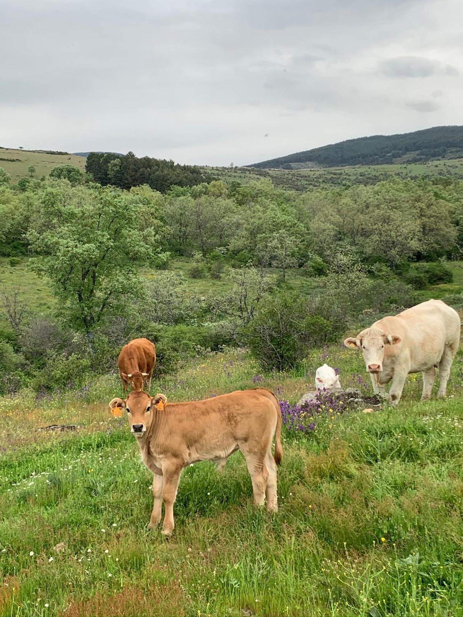 Al Viento, Alojamiento & Turismo Rural Pradena Del Rincon ภายนอก รูปภาพ
